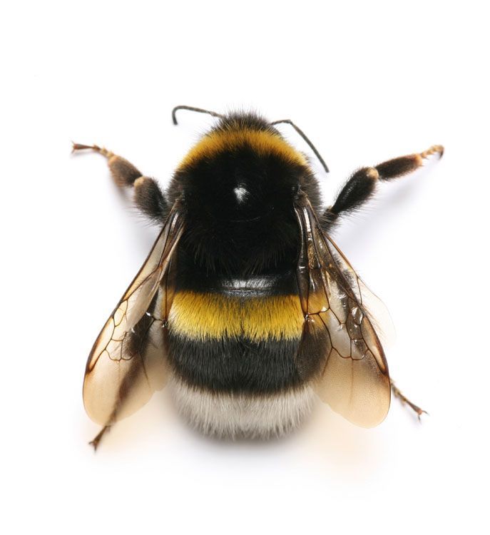 Bee