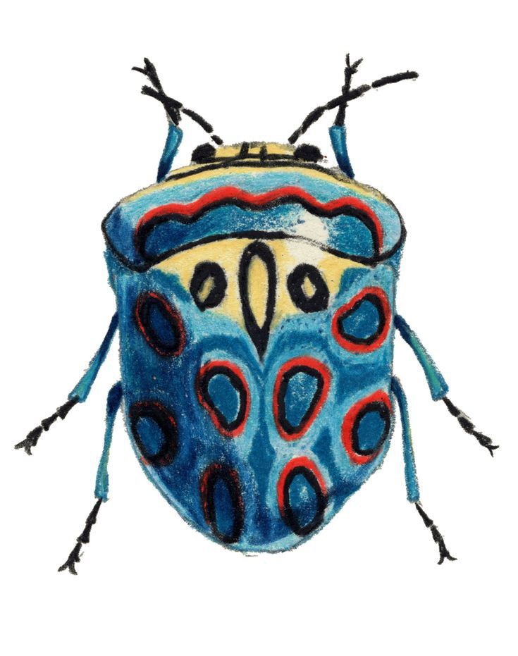 beetle
