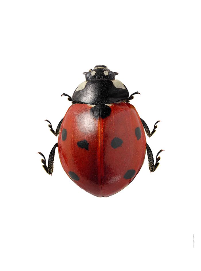 ladybug picture