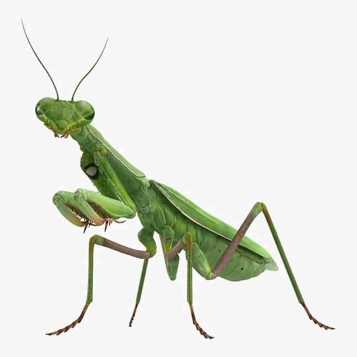 Praying Mantis