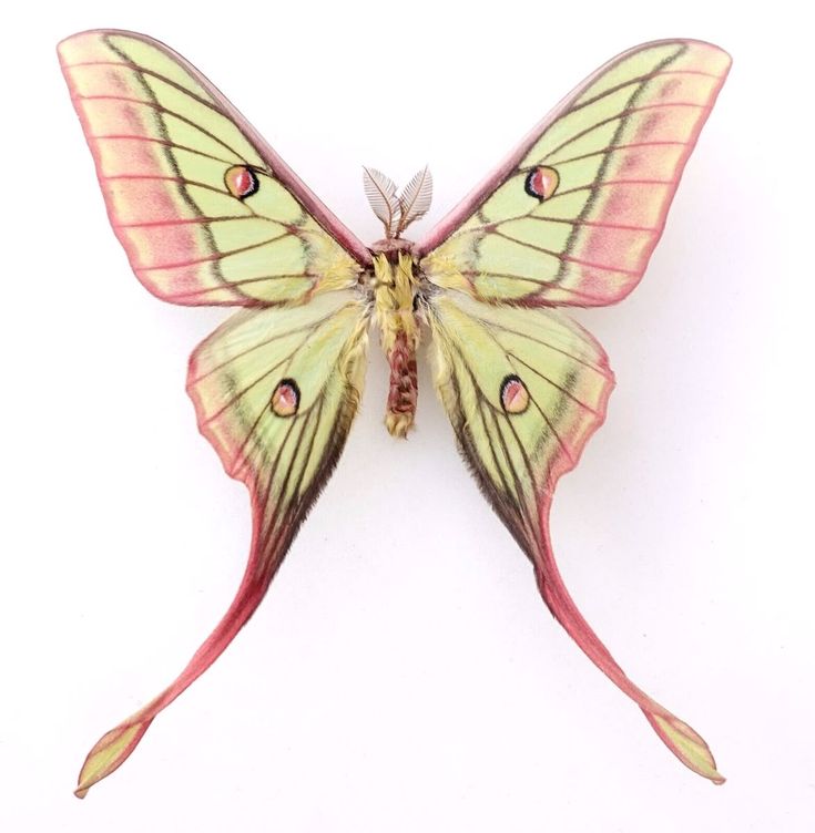 moth