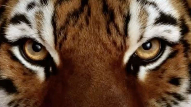 Tiger 2