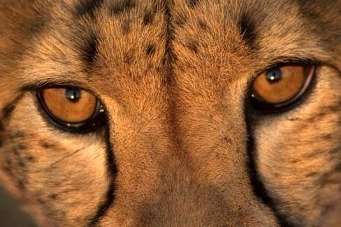 Tiger 3