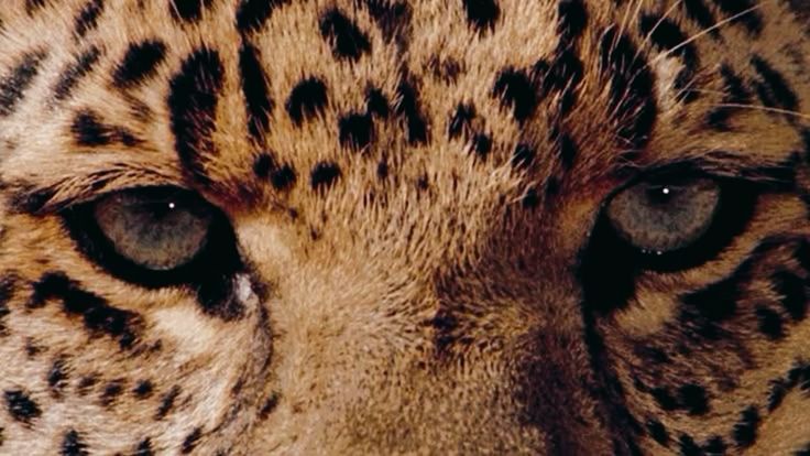 Tiger 4